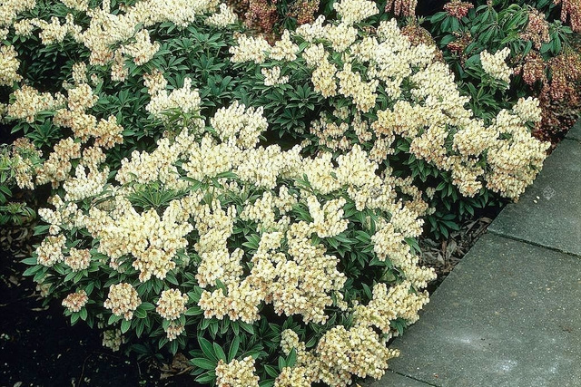 Pieris japoński Debutante Pieris japonica C1,5