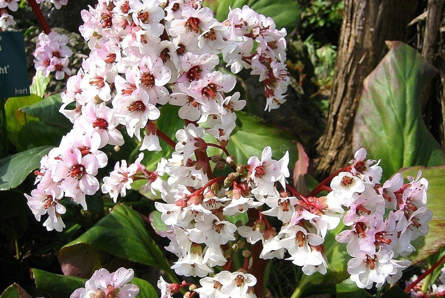 Bergenia Silberlicht Bergenia schmidtii P9