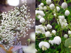 Rutewka Delavay'a Splendide White Thalictrum delavayi C2