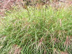 Miskant chiński Little Zebra PBR Miscanthus sinensis C3