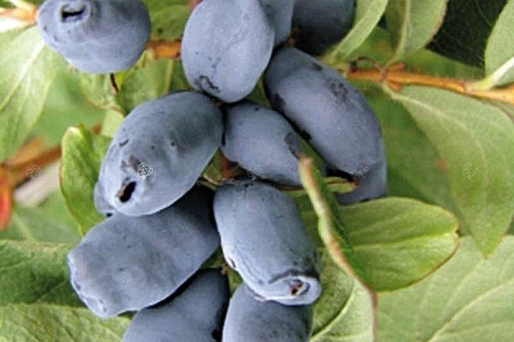 Jagoda kamczacka Sinogłaska Lonicera caerulea var. kamtschatica C2