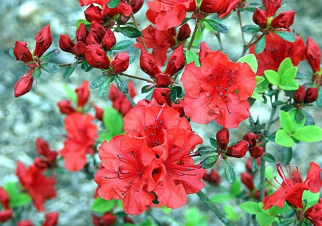 Azalia japońska Lola Rhododendron obtusum C2
