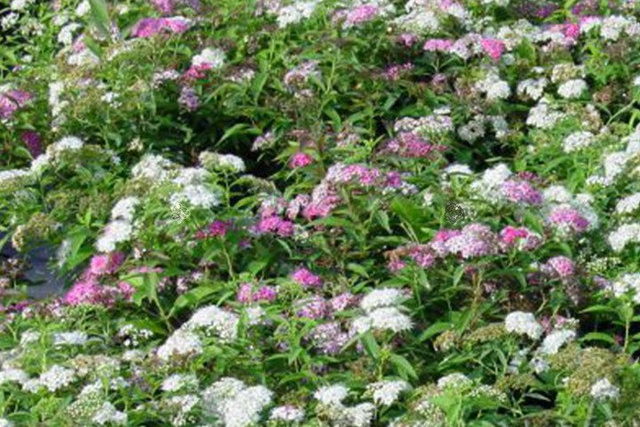 Tawuła japońska Genpei Shirobana Spiraea japonica P9
