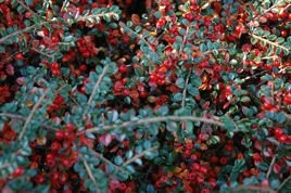 Irga szwedzka Coral Beauty Cotoneaster suecicus P9
