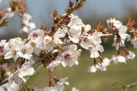 Wiśnia wczesna Kojou-no-mai Prunus incisa P9