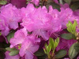 Różanecznik dahurski P.J.M.Elite Rhododendron dauricum