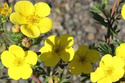 Pięciornik krzewiasty Sommerflor Potentilla fruticosa C2