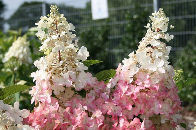 Hortensja bukietowa Pinky Winky PBR Hydrangea paniculata C5