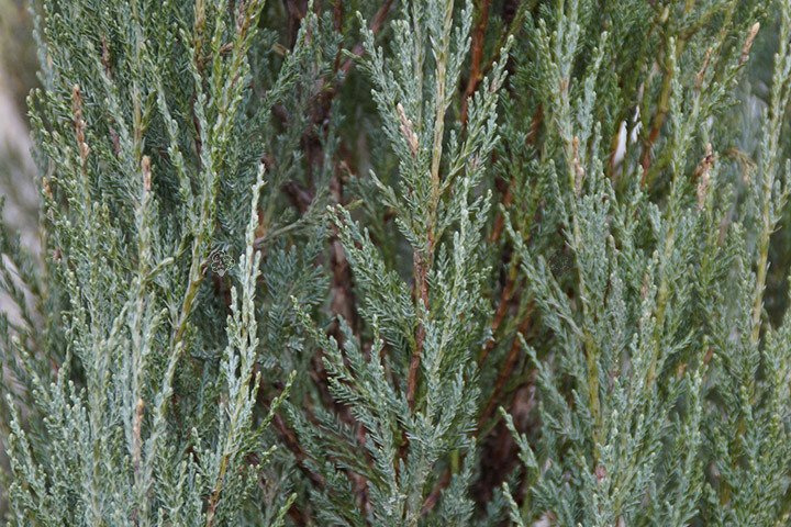 Jałowiec skalny Skyrocket Juniperus scopulorum C2