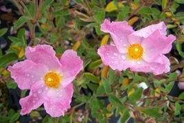 Czystek Peggy Sammons Cistus argenteus P9