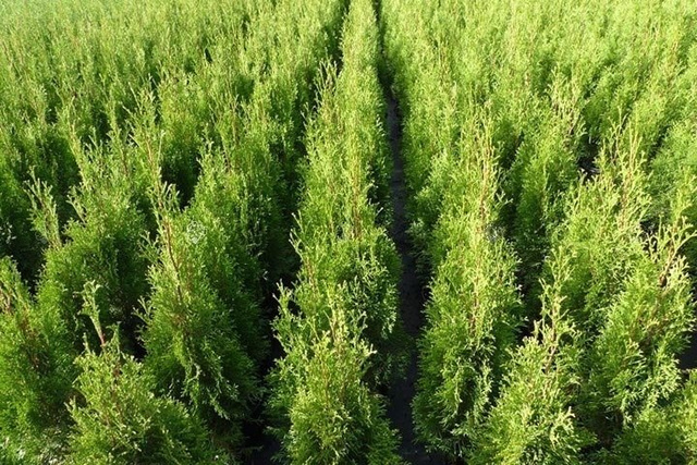 Tuja Columna Thuja occidentalis P9