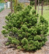 Sosna kosodrzewina Gnom Pinus mugo C5