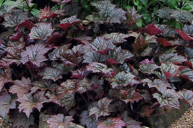 Żurawka Palace Purple Heuchera micrantha C2