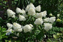 Hortensja bukietowa Phantom Hydrangea paniculata C3