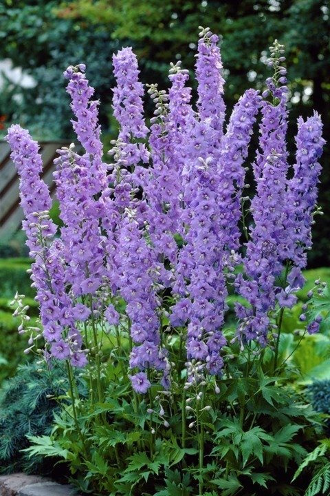Ostróżka ogrodowa Guinevere Delphinium C2