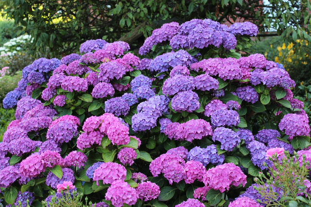 Hortensja ogrodowa Masja Hydrangea macrophylla C2