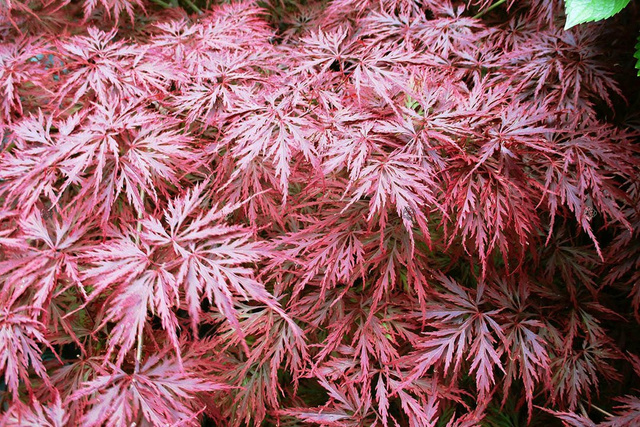 Klon palmowy Garnet Acer palmatum C5