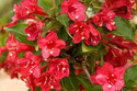 Krzewuszka cudowna Red Prince Weigela florida C2