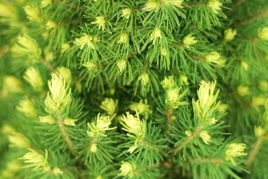 Świerk biały Rainbow's End Picea glauca C2