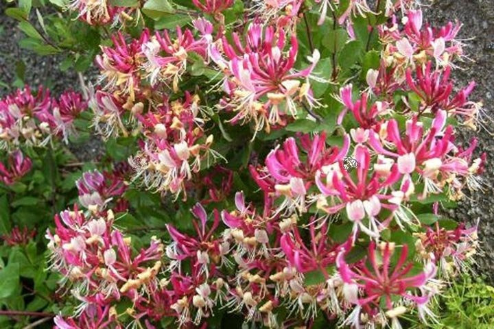 Wiciokrzew pomorski Serotina Lonicera periclymenum P9