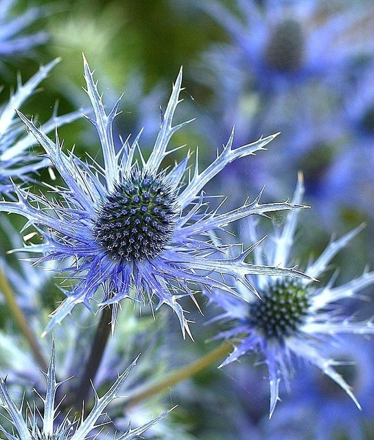 Mikołajek alpejski Eryngium alpinum P9