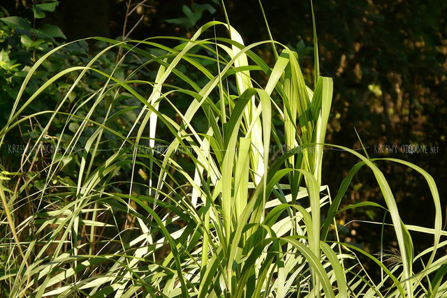 Miskant olbrzymi Miscanthus giganteus C5