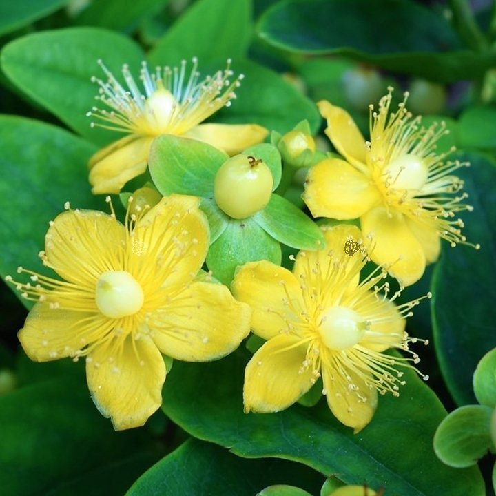 Dziurawiec bezwonny Magical Sunshine PBR Hypericum inodorum C2