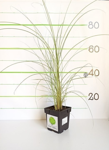 Miskant chiński Morning Light Miscanthus sinensis C3