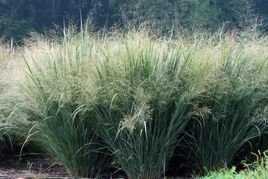 Proso rózgowate Heavy Metal Panicum virgatum P9