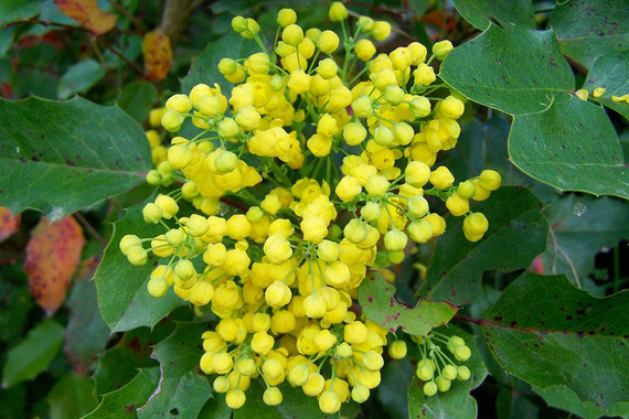 Mahonia pospolita Mahonia aquifolium