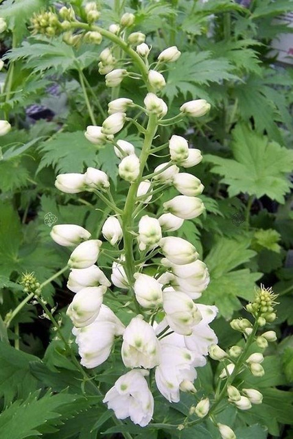 Ostróżka ogrodowa Magic Fountains White Delphinium cultorum C2