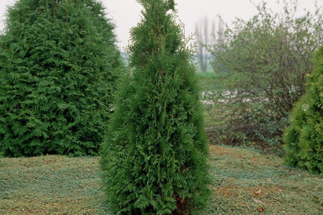 Tuja Brabant Thuja occidentalis P9