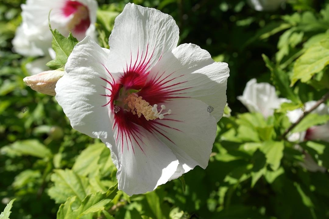 Ketmia syryjska Red Heart Hibiscus syriacus C5