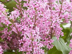 Lilak Flowerfesta Pink Anny200817 PBR Syringa C2