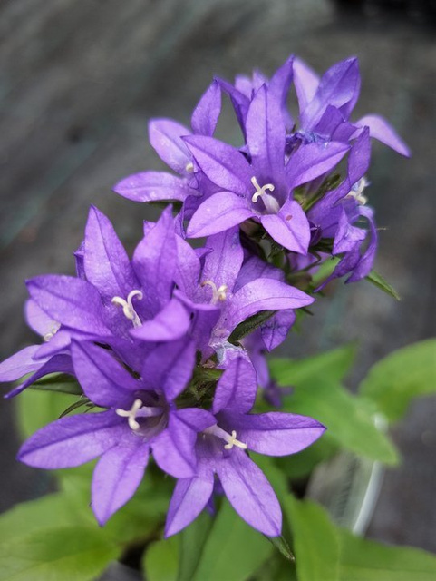 Dzwonek skupiony Superba Campanula glomerata P9