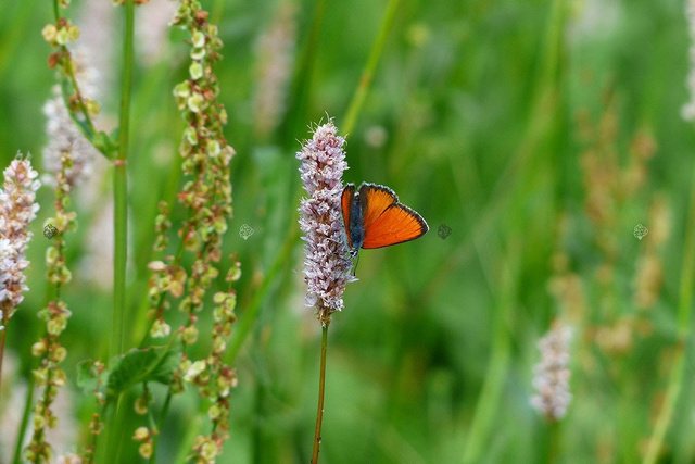Rdest wężownik Persicaria bistorta P9