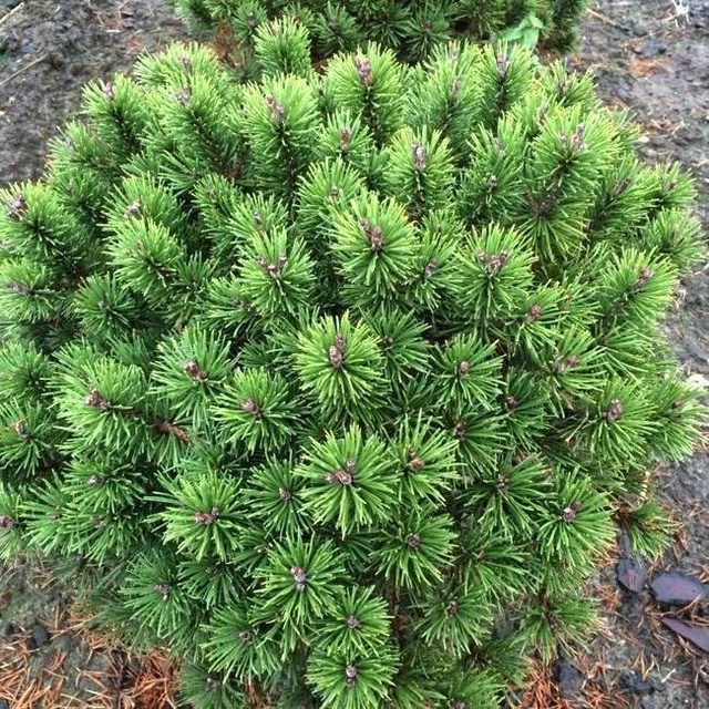 Sosna kosodrzewina Litomyśl Pinus mugo C5