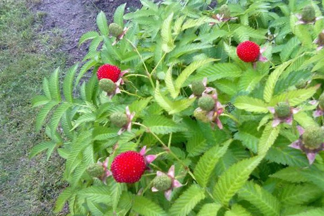 Malinotruskawka Rubus illecebrosus C2