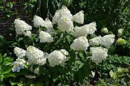 Hortensja bukietowa Phantom Hydrangea paniculata C2