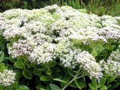 Rozchodnik okazały Stardust Sedum spectabile P9