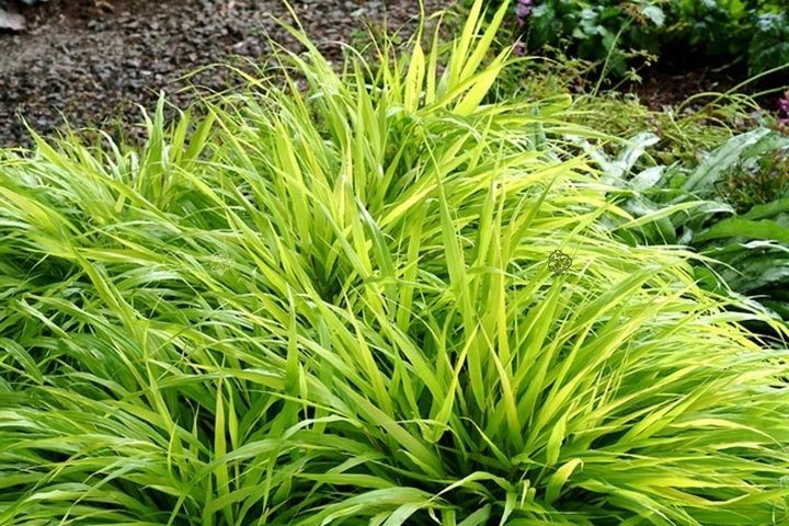 Hakonechloa smukła All Gold Hakonechloa macra C2