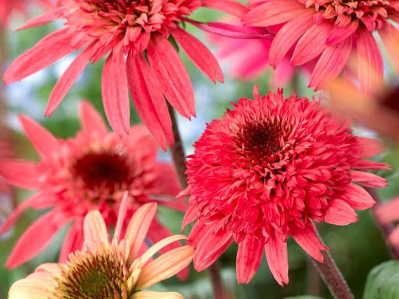 Jeżówka Raspberry Truffle PBR Echinacea hybrida P9