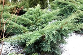 Jałowiec łuskowaty Hunnetorp Juniperus squamata P9