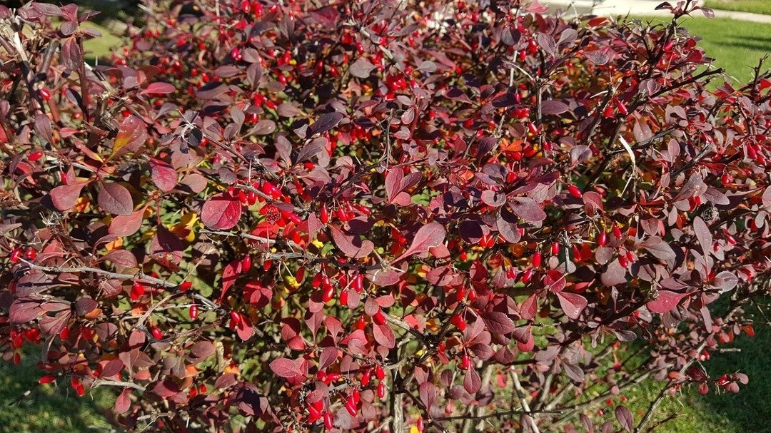 Berberys Thunberga Red Rocket Berberis thunbergii C2