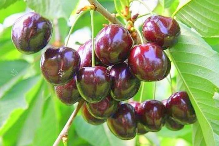 Czereśnia Burlat samopylna Prunus avium