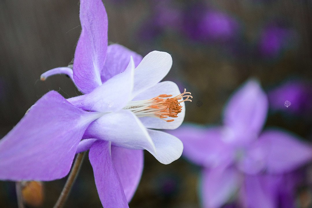 Orlik alpejski Aquilegia alpina P9