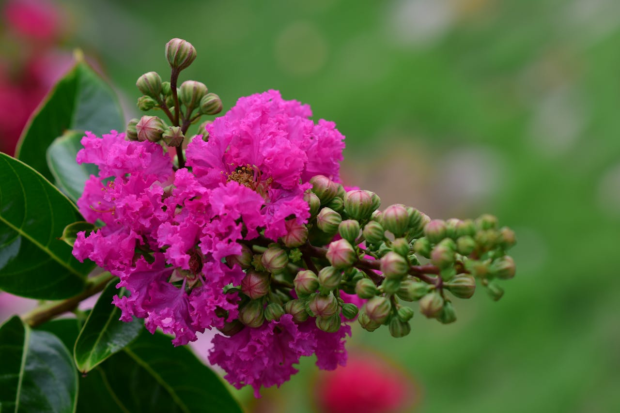 Lagerstroemia indyjska Berry Dazzle PBR Lagerstroemia indica P9