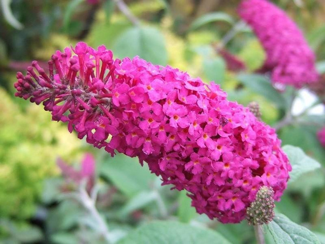 Budleja Miss Ruby PBR Buddleja C2