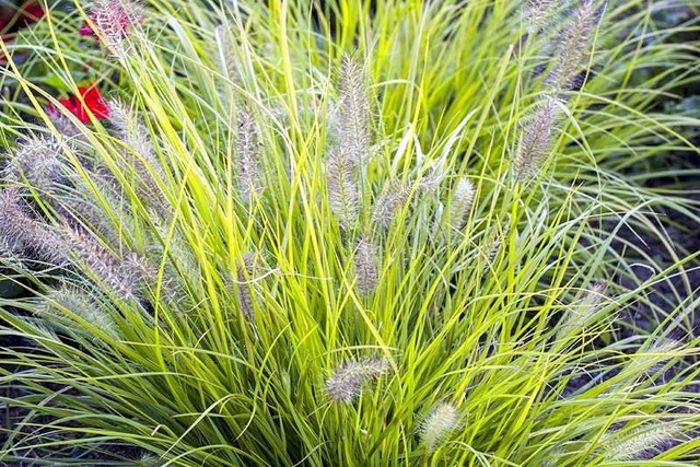 Rozplenica japońska Hameln Gold PBR Pennisetum alopecuroides C2