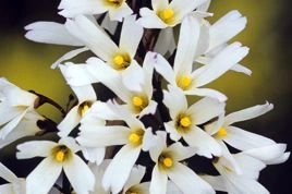Abeliofylum koreańskie Abeliophyllum distichum C2